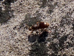 Lasius pallitarsis