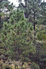 Pinus montezumae