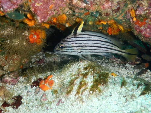 Hoge-hoed-omber (Pareques viola) — Sciaenidae — 5