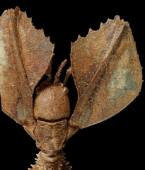 Cryptophyllium yapicum