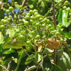Ixora timorensis