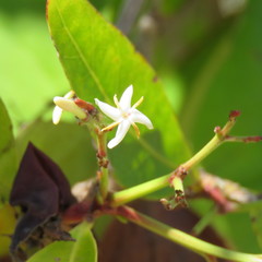 Ixora timorensis