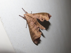 Marumba