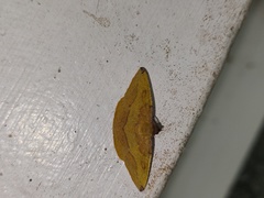 Heterolocha