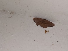 Chorodna ochreimacula