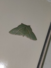 Neohipparchus vallata