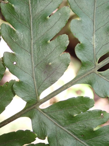 Bolbitis bipinnatifida image