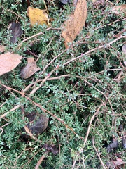 Leptospermum rupestre