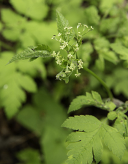 Osmorhiza depauperata