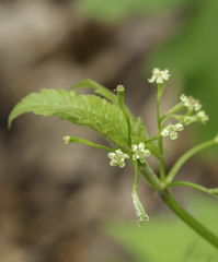 Osmorhiza depauperata