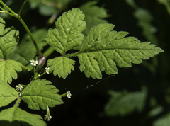 Osmorhiza depauperata
