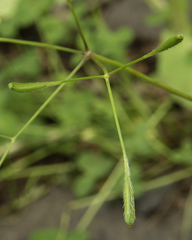 Osmorhiza depauperata
