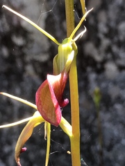 Cryptostylis ovata