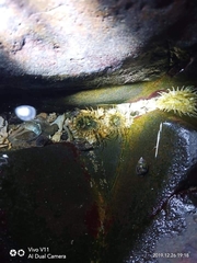Anthopleura dixoniana