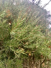 Melaleuca pityoides