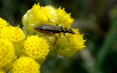 Oedemera barbara