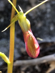 Cryptostylis ovata
