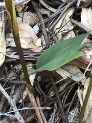 Cryptostylis ovata