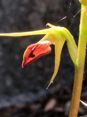 Cryptostylis ovata