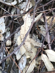 Cryptostylis ovata