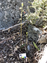 Cryptostylis ovata