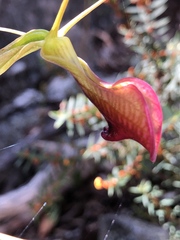 Cryptostylis ovata