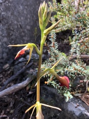 Cryptostylis ovata