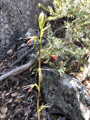 Cryptostylis ovata