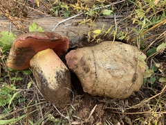 Rubroboletus haematinus