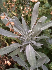 Salvia officinalis