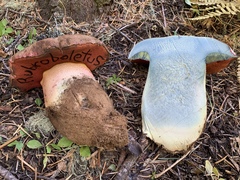 Rubroboletus haematinus