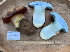 Rubroboletus haematinus