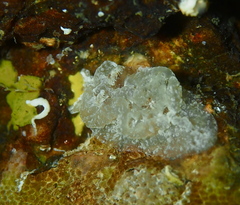 Goniodoris castanea