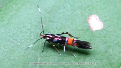 Cosmopterix argentitegulella