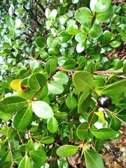 Syzygium buxifolium