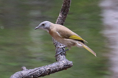Conopophila albogularis