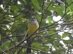 Cnemoscopus rubrirostris