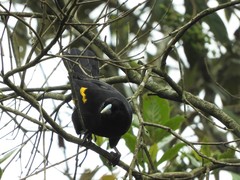 Cacicus chrysonotus