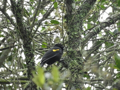Cacicus chrysonotus