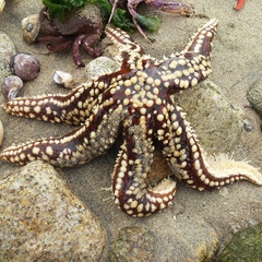 Meyenaster gelatinosus