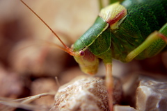 Barbitistes fischeri