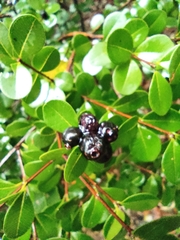 Syzygium buxifolium