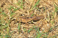 Nomadacris septemfasciata