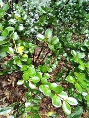 Syzygium buxifolium