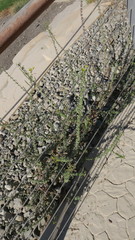 Cleome viscosa