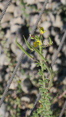 Cleome viscosa