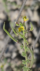 Cleome viscosa