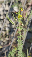 Cleome viscosa