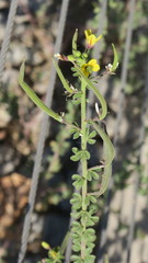 Cleome viscosa