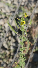 Cleome viscosa